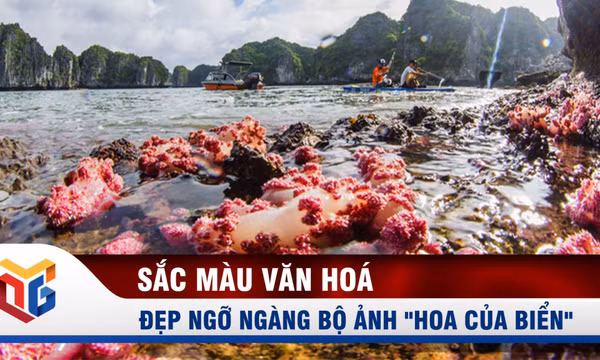 Đẹp ngỡ ngàng bộ ảnh "Hoa của biển" của NSNA Đỗ Giang