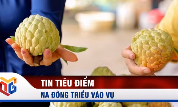 Na Đông Triều vào vụ 