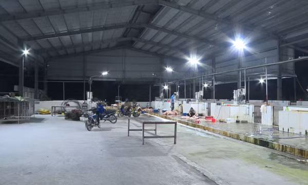 Cần tiếp tục có chính sách hỗ trợ hoạt động giết mổ gia súc, gia cầm tập trung