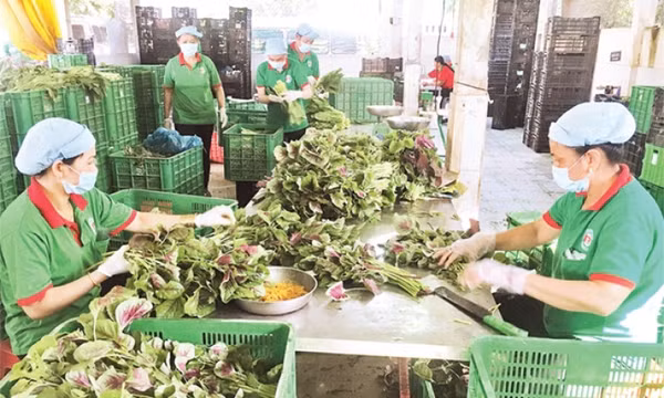 Phê duyệt Điều lệ Liên minh Hợp tác xã Việt Nam