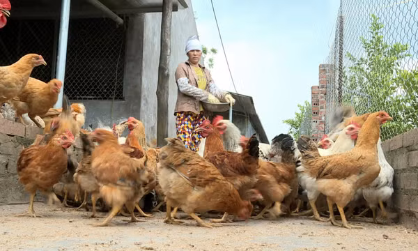 Sớm di dời các cơ sở chăn nuôi ra khỏi khu dân cư