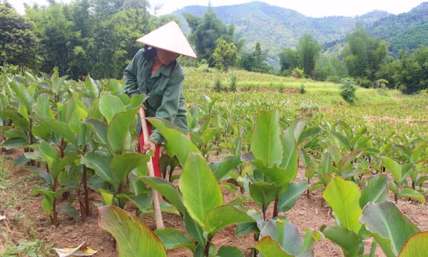 Bình Liêu chú trọng tái cơ cấu ngành nông nghiệp 