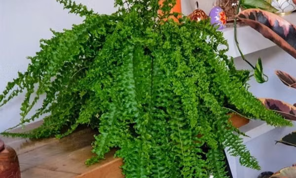 9 loại cây nên đặt trong phòng để ngủ ngon hơn