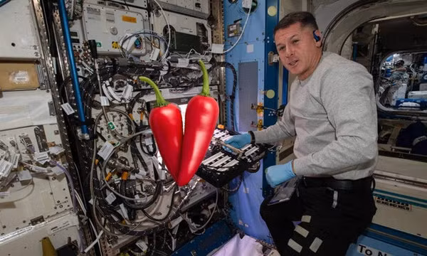 Ớt cay được trồng trên Trạm vũ trụ ISS với lý do không ngờ