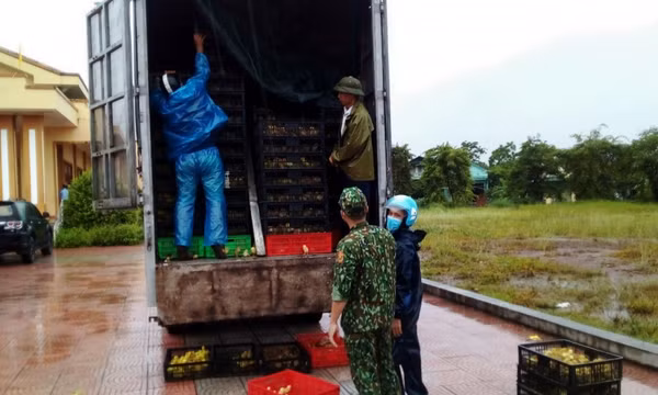 Tiên Yên: Phát hiện, bắt giữ vụ vận chuyển 52.000 con giống gia cầm nhập lậu  