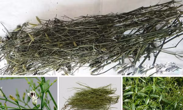 4 vị thuốc thanh nhiệt giải độc hỗ trợ điều trị COVID-19