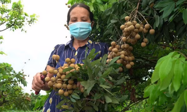 Lên phương án chi tiết đưa nông sản phía Nam ra Bắc
