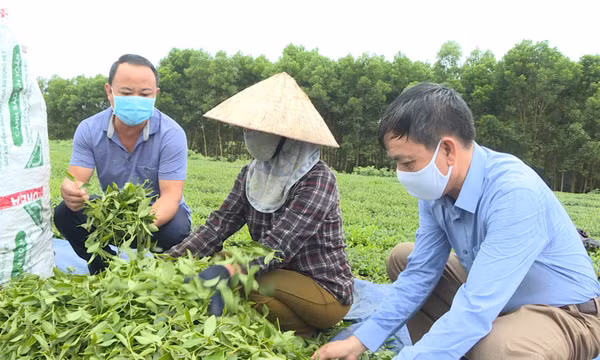 Phát triển sản phẩm chè Hải Hà theo chuỗi hợp tác sản xuất