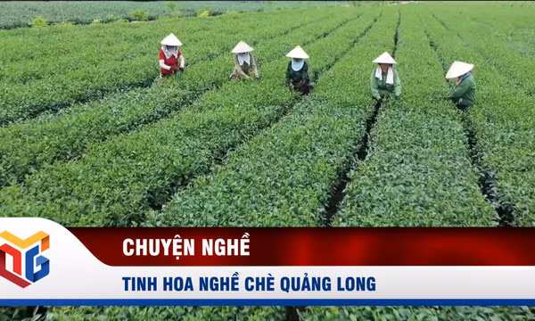 Tinh hoa chè Quảng Long