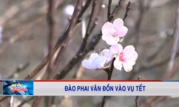 Đào phai Vân Đồn vào vụ Tết