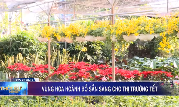 Vùng hoa Hoành Bồ sẵn sàng cho thị trường Tết