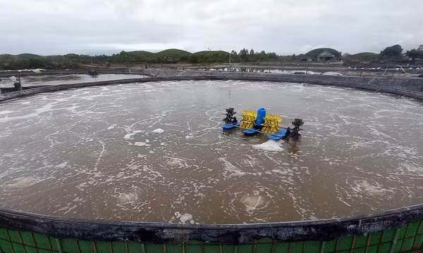 Chàng trai dân tộc Dao kiếm tiền tỷ nhờ mô hình nuôi tôm