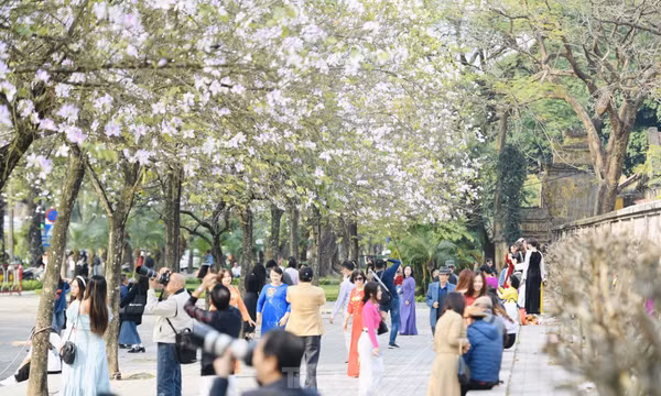 Hoa ban bung nở trên khắp phố phường Hà Nội
