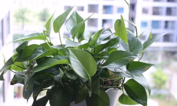 Loại cây cân bằng độ ẩm và giảm nấm mốc