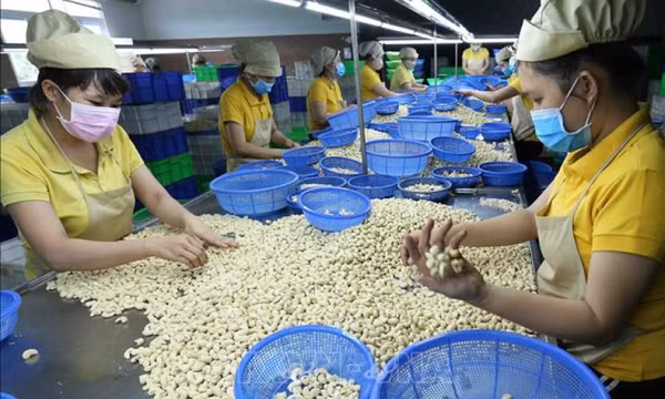 Ngành điều Việt Nam: Kiên nhẫn đường dài