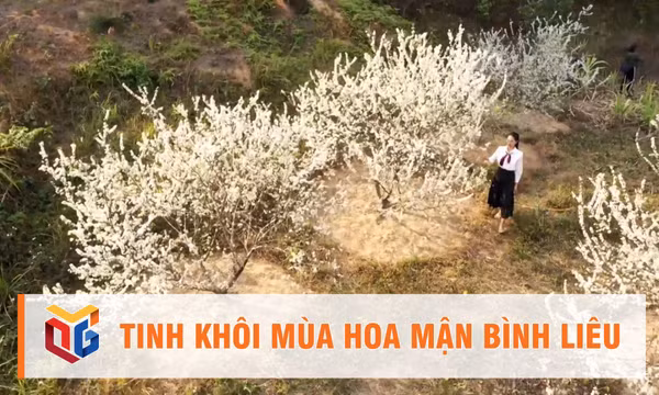 Tinh khôi mùa hoa mận Bình Liêu