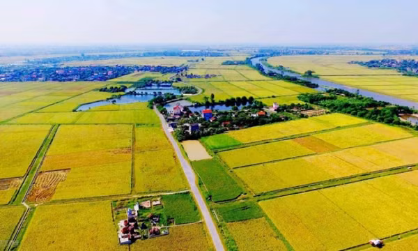 Luật Đất đai sửa đổi: Xóa cảnh bỏ hoang đất nông nghiệp, DN khan đất sản xuất