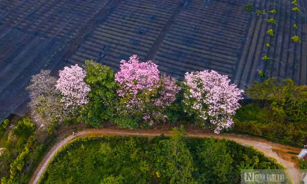 Hoa kèn hồng khoe sắc bên hồ Nam Phương