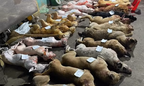 Đột kích 'hang ổ' của băng trộm chó
