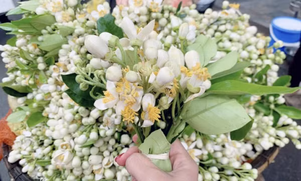 Hoa bưởi đầu mùa tỏa hương khắp phố Hà Nội, giá nửa triệu đồng/kg