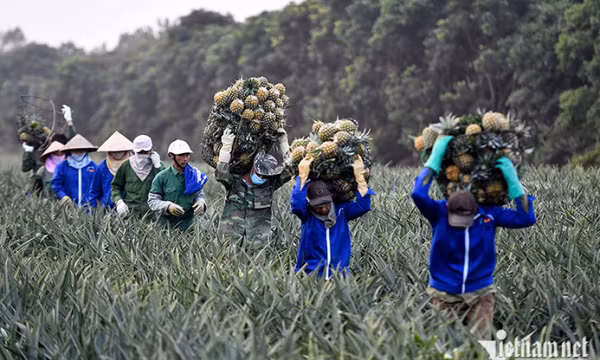 Qua thời ‘đua sản lượng’, trái cây Việt bước vào cuộc chơi mới