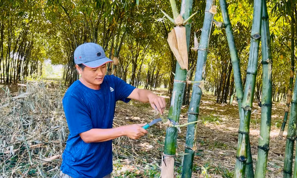 Trồng rừng tre đẹp như phim, nông dân nơi này ở Bình Thuận bán măng thôi đã giàu hẳn lên