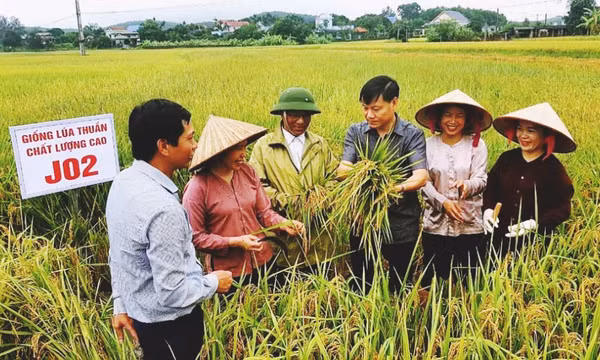 Thay đổi tư duy trong sản xuất lúa 