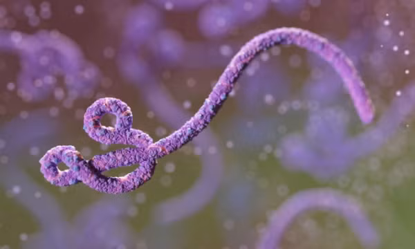 Virus Marburg và Ebola giống nhau không?