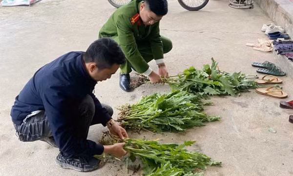Phát hiện nhiều điểm trồng cây chứa chất ma túy