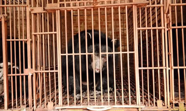 Cứu hộ 5 cá thể gấu ngựa sau hơn 20 năm bị nuôi nhốt ở Hà Nội