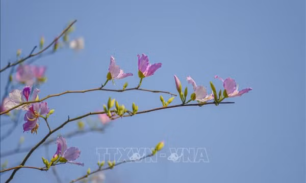 Sắc hoa ban đầu mùa nơi thung lũng Mường Thanh