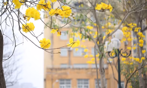 Hàng cây hoa vàng rực rỡ giữa mùa Xuân Hà Nội