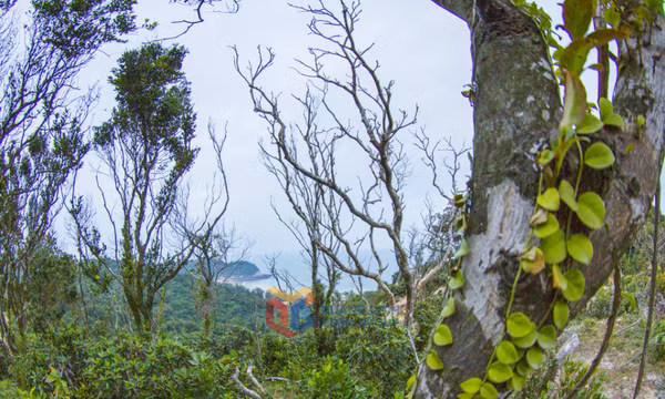 Bình yên đảo Trần