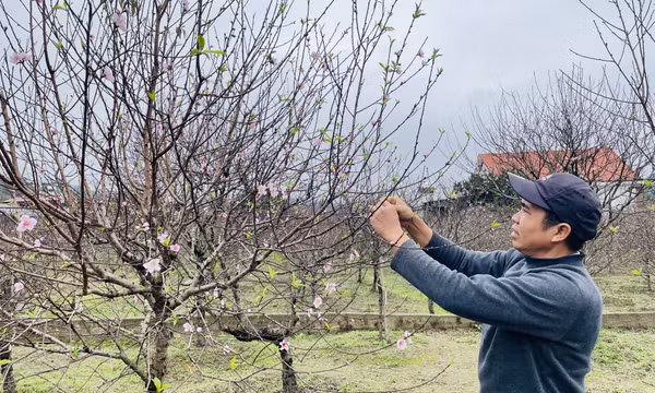 Vân Đồn: Đảm bảo cho nhân dân đón Tết vui tươi, đầm ấm
