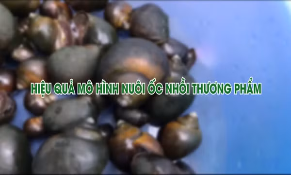 Hiệu quả mô hình nuôi ốc nhồi thương phẩm