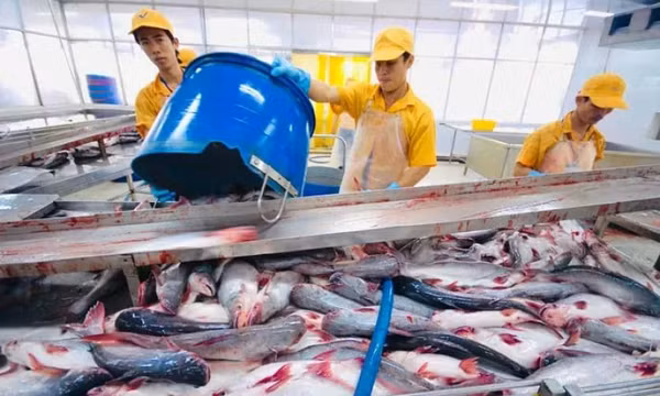 Trung Quốc vẫn là điểm đến hàng đầu của cá tra Việt