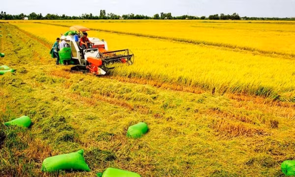Năm 2025, ngành nông nghiệp dự kiến tăng trưởng 3,3 - 3,4%