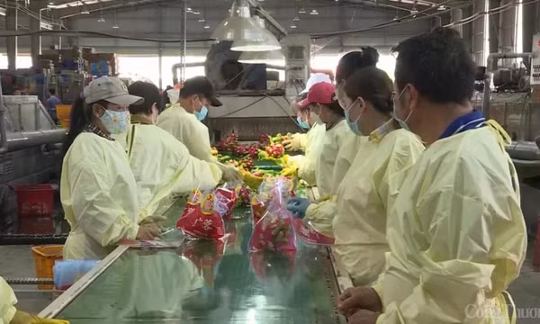 Xuất khẩu rau quả Việt Nam đặt mục tiêu 8 tỷ USD