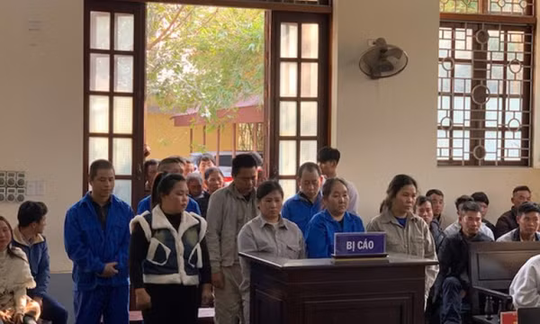 Mua bán cây thuốc phiện tươi, 8 người lĩnh án tù