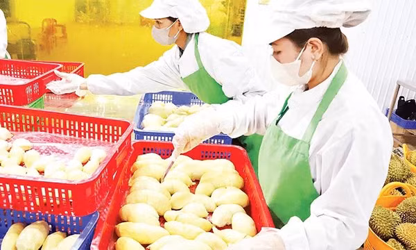 Ngành rau quả trước mục tiêu kim ngạch 8 tỷ USD