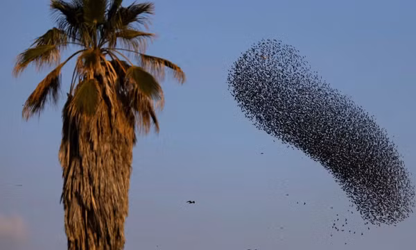 Ảnh 'dị' của Reuters