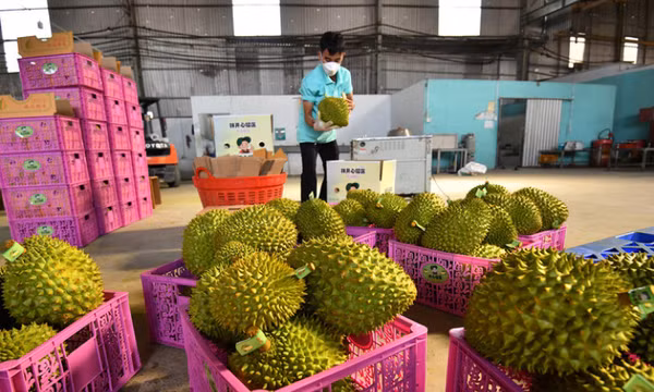 Sầu riêng Việt Nam 'tắc đường' sang Trung Quốc vì giấy kiểm định chất vàng O
