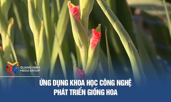 Ứng dụng khoa học công nghệ phát triển giống hoa