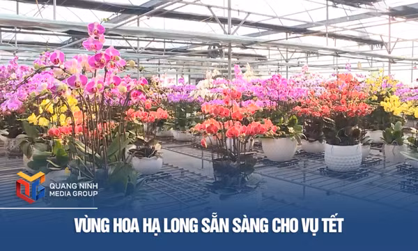 Vùng hoa Hạ Long sẵn sàng cho vụ Tết