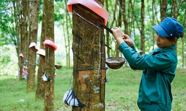 Giá cao su tăng cao từ xuất khẩu