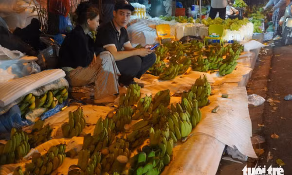 Vì sao chuối tiêu tăng giá chóng mặt tới vài trăm ngàn mỗi nải?