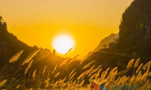 Về Hạ Long ngắm mùa cỏ lau chín