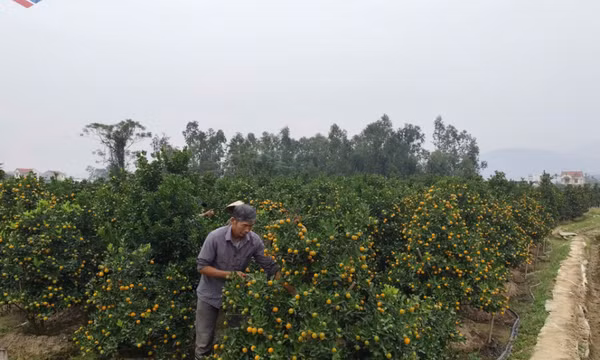 Bình Khê sẵn sàng vụ hoa, cây cảnh phục vụ Tết