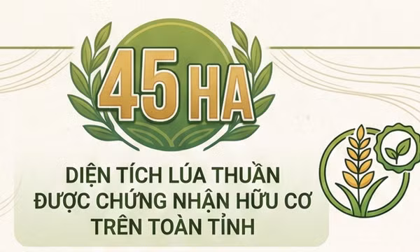 45ha - là diện tích lúa thuần được chứng nhận hữu cơ trên toàn tỉnh hiện nay