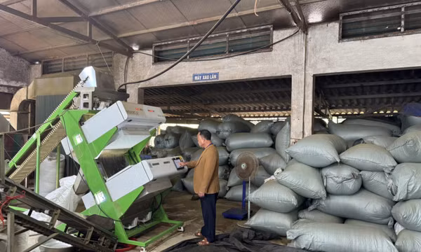 Xã Đường Hoa: Phát huy thế mạnh cây chè